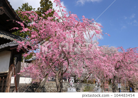 Kamiichinose, Minami-Alps City, Yamanashi Prefecture Takaminesan Myoryo-ji Temple, a famous cherry blossom viewing spot Kamiichinose, Minami-Alps City, Yamanashi Prefecture Takaminesan Myoryo-ji Temple, a famous cherry blossom viewing spot 104483454