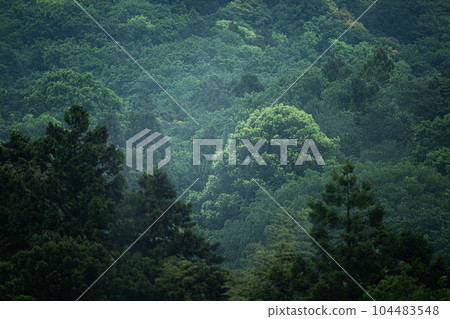 有霧的森林景觀 104483548