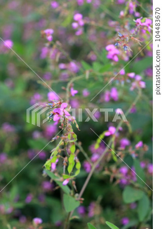 Cute pink Hagi flower Cute pink Hagi flower 104483670