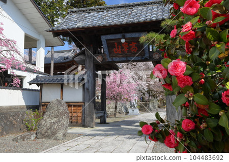 山梨縣南阿爾卑斯市上一之瀨 著名的賞櫻勝地高峰山妙靈寺 104483692