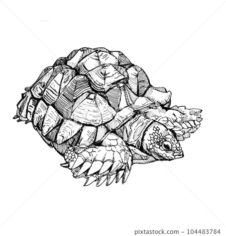 單色的背刺龜 104483784