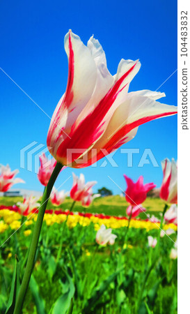 2023 年拍攝的都志農業公園（東京都足立區）鬱金香田的風景 104483832