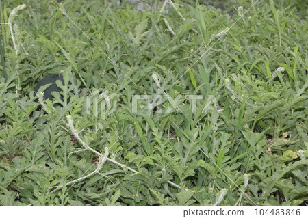 Poorly growing watermelon field 104483846