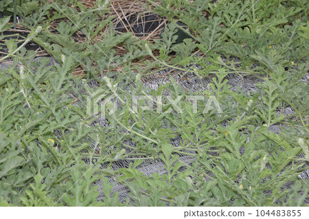 西瓜田生長不良後 104483855