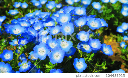 Scenery of Nemophila Insignis Blue flowers taken in 2023 (Tokyo Metropolitan Toneri Park, Adachi Ward, Tokyo) 104483915
