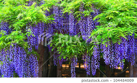 Scenery of wisteria flowers in the wisteria garden (Ushijima wisteria) in Kasukabe City, Saitama Prefecture Scenery of wisteria flowers in the wisteria garden (Ushijima wisteria) in Kasukabe City, Saitama Prefecture 104484009