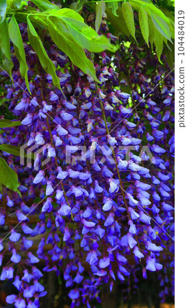 Scenery of wisteria flowers in the wisteria garden (Ushijima wisteria) in Kasukabe City, Saitama Prefecture 104484019