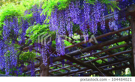 Scenery of wisteria flowers in the wisteria garden (Ushijima wisteria) in Kasukabe City, Saitama Prefecture 104484021