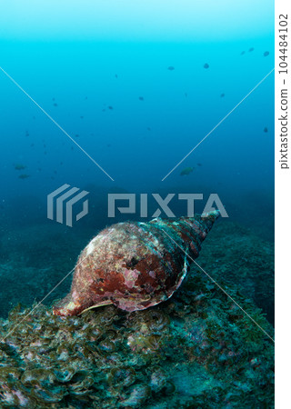 conch shell on the rock 104484102