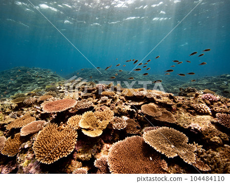 Coral Reef Coral Reef 104484110