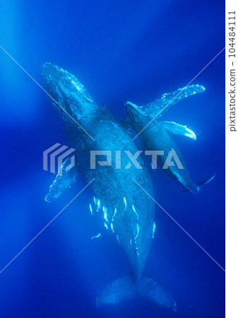 鯨魚的父母和孩子 鯨魚的父母和孩子 104484111