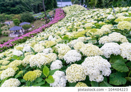 三重縣津市風早之裡,盛開被稱為“白色安娜貝爾”的繡球花的山丘 三重縣津市風早之裡,盛開被稱為“白色安娜貝爾”的繡球花的山丘 104484223