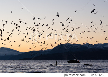 norway/killer whale 104484230