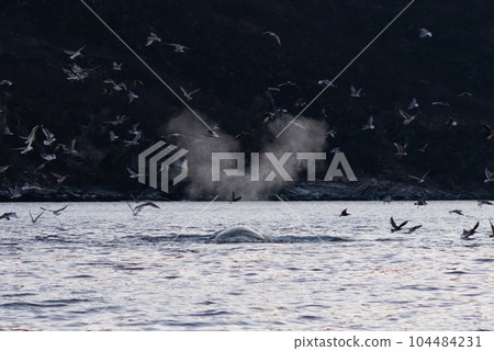 挪威/座頭鯨/吹 挪威/座頭鯨/吹 104484231