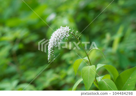 Cute white flower Loosestrife Cute white flower Loosestrife 104484298