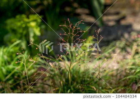 flowers blooming at 3pm 104484334