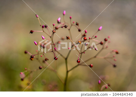 下午三點花開 下午三點花開 104484340