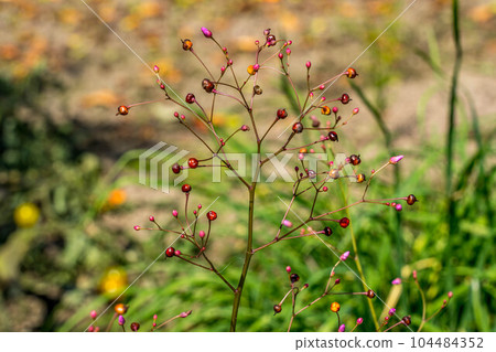 flowers blooming at 3pm 104484352