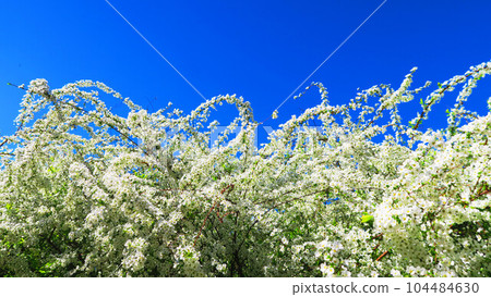 與柳樹和藍天的花卉景觀 104484630
