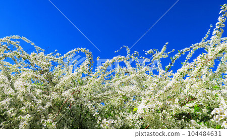 Flower landscape with willow and blue sky Flower landscape with willow and blue sky 104484631