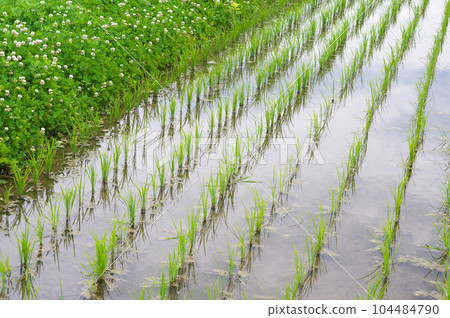 Paddy field and bank Paddy field and bank 104484790