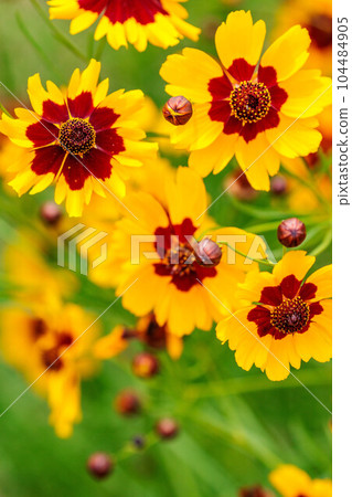 Coreopsis blooming in the field Coreopsis blooming in the field 104484905