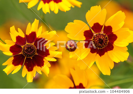 Coreopsis blooming in the field Coreopsis blooming in the field 104484906