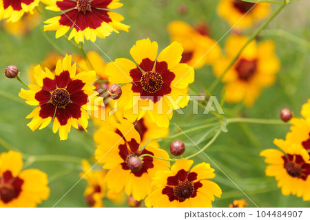 Coreopsis blooming in the field 104484907