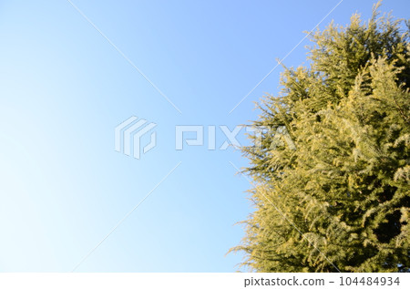 A view looking up at the blue sky and trees A view looking up at the blue sky and trees 104484934