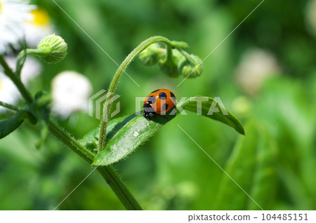 Haruzion and the ladybird Haruzion and the ladybird 104485151