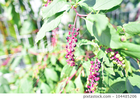 Wild pokeweed growing on city roadsides Old lens 104485206