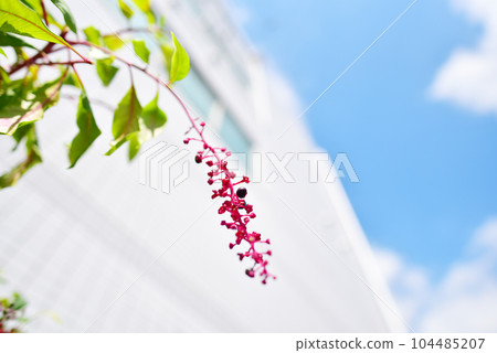 城市路邊野生商陸生長的舊鏡頭 104485207