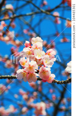 Scenery of cold cherry blossoms and blue sky near Saitama Kosoku Railway Motogo Station in Kawaguchi City, Saitama Prefecture, taken in 2023 Scenery of cold cherry blossoms and blue sky near Saitama Kosoku Railway Motogo Station in Kawaguchi City, Saitama Prefecture, taken in 2023 104485301