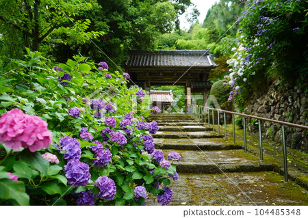 View of a temple with many hydrangeas blooming | Moist weather typical of Hokuriku | Kanazawa City, Ishikawa Prefecture 104485348