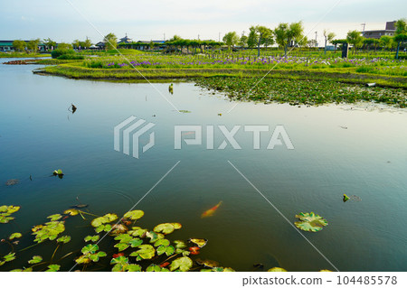 (Chiba Prefecture) Suigo Sawara Ayame Park evening view 104485578