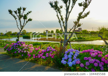 （千葉縣）水鄉佐原菖蒲公園夜景 104485588