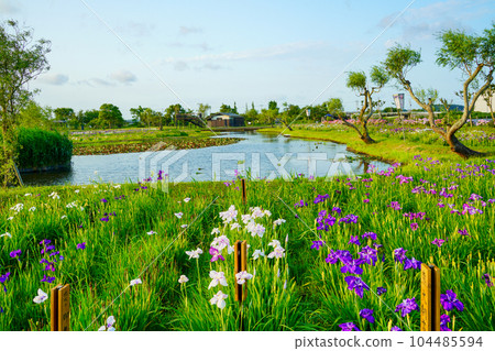 （千葉縣）水鄉佐原菖蒲公園夜景 104485594