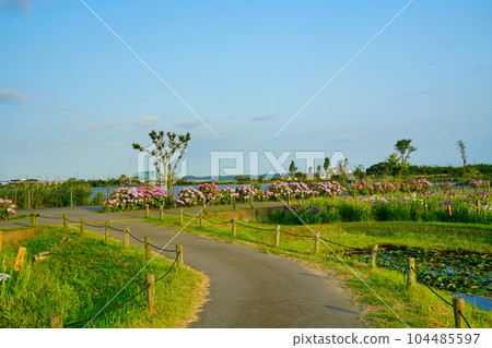 (Chiba Prefecture) Suigo Sawara Ayame Park evening view (Chiba Prefecture) Suigo Sawara Ayame Park evening view 104485597
