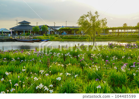 （千葉縣）水鄉佐原菖蒲公園夜景 104485599