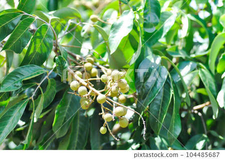 longan, thai fruit or Dimocarpus longanor longan tree longan, thai fruit or Dimocarpus longanor longan tree 104485687