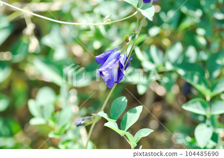 butterfly pea , blue pea flower or Clitoria ternatea L or PAPILIONACEAE 104485690