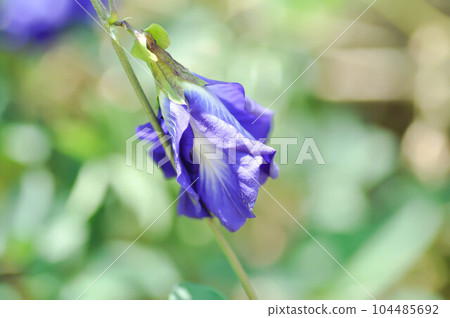 butterfly pea , blue pea flower or Clitoria ternatea L or PAPILIONACEAE butterfly pea , blue pea flower or Clitoria ternatea L or PAPILIONACEAE 104485692