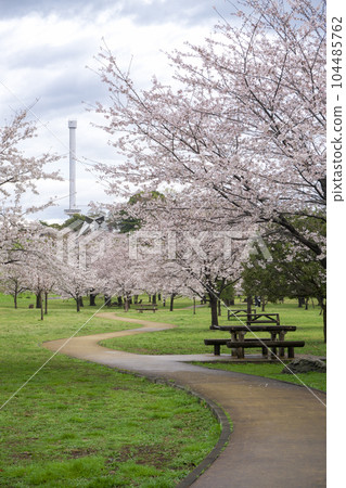 櫻花盛開的狹山公園 櫻花盛開的狹山公園 104485762