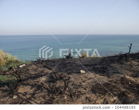 After the fire on the coast. Charred branches. Nothing grows on the ground. The sea is visible in the distance. After the fire on the coast. Charred branches. Nothing grows on the ground. The sea is visible in the distance. 104486195