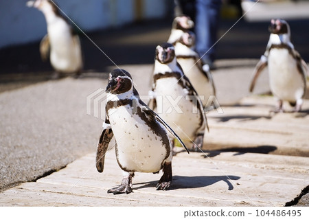 小樽水族館 遊覽企鵝之海 104486495