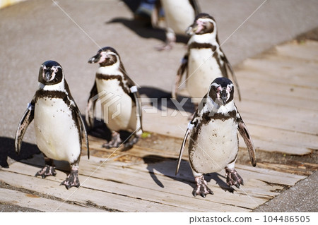 Otaru Aquarium Excursion to the sea of penguins Otaru Aquarium Excursion to the sea of penguins 104486505