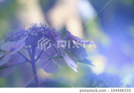 幻想繡球花背景模糊 幻想繡球花背景模糊 104486550