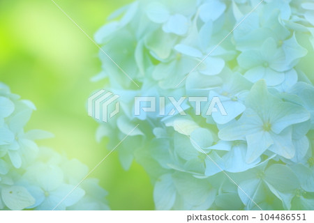 具有陰影和陽光的童話繡球花背景 104486551