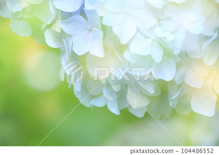 具有陰影和陽光的童話繡球花背景 104486552