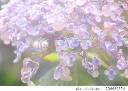 以童話般的繡球花為背景，有陰影和陽光 104486554